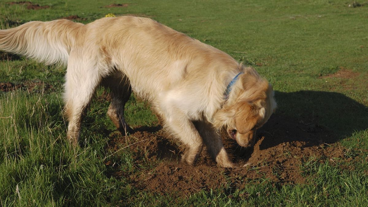 Pes hrabal na dvorku, odkryl starou bombu